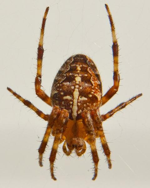 Photo of Araneus diadematus by <a href="http://sites.google.com/site/photographybyrandyhall">Randy Hall</a>